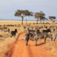 herd-zebras-tarangire-park